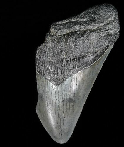Partial, Megalodon Tooth - Georgia #56688